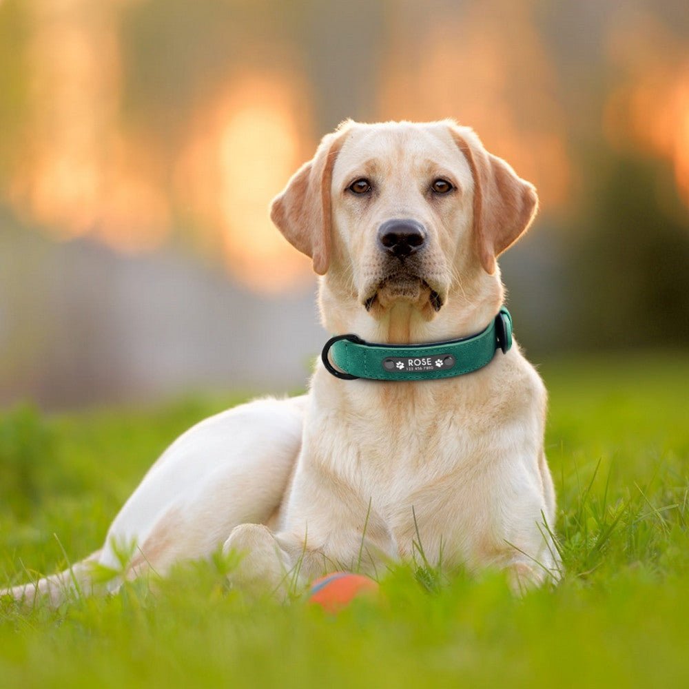 Dog Personalised Custom Leather Collars.